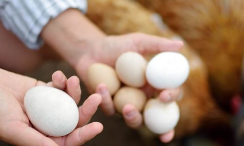 woman-farmer-collecting-fresh-organic-eggs-on-chic-2022-06-02-08-55-25-utc-copy0-650x650
